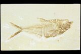 Fossil Fish (Diplomystus) - Green River Formation #122744-1